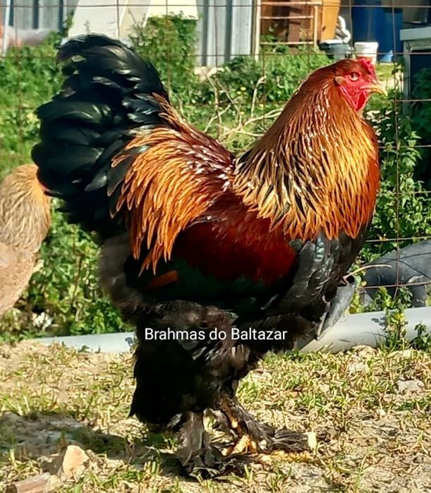 Brahmas Perdiz dourada e azul