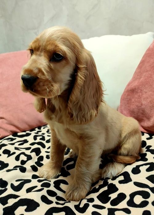 Piękny Cocker spaniel angielski  złoty biszkoptowy