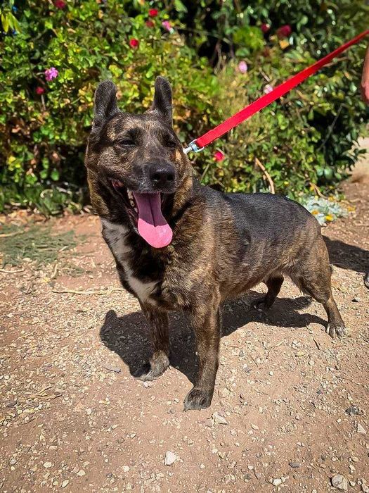 Doce - cadela média para adoção