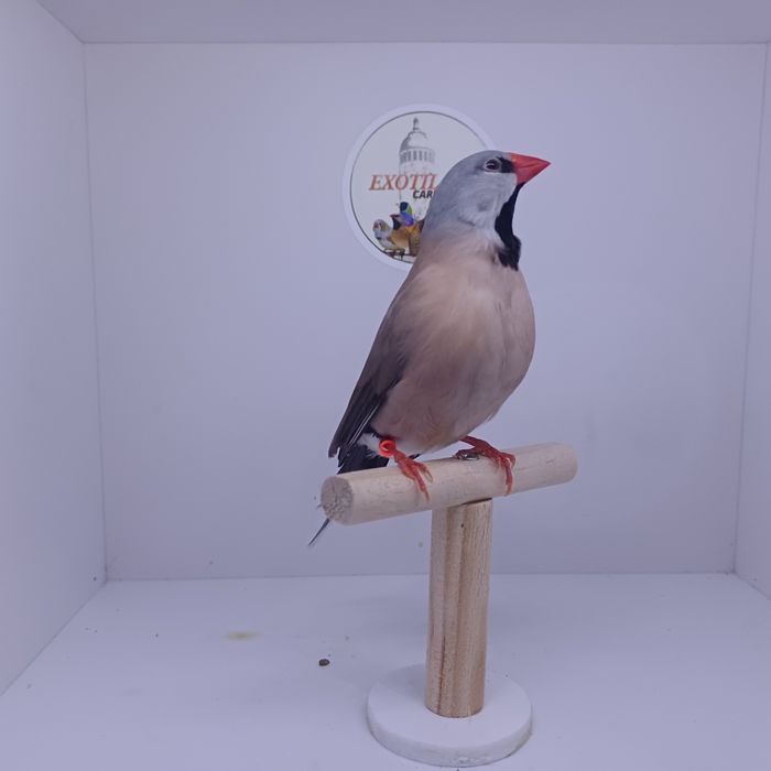 Diamante Papagaio e Babete