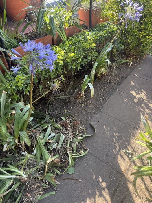 Mudas de Agapanthus lilás