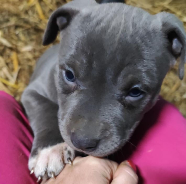 Szczeniak american Staffa terrier