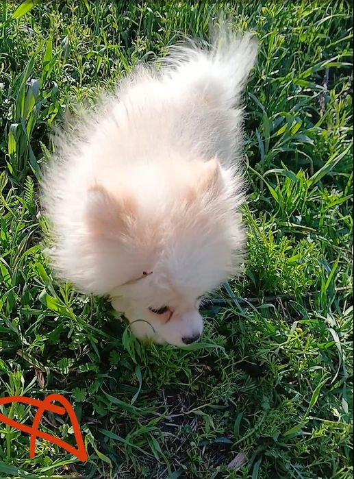 Чудо чудове )) Померанский гпіц