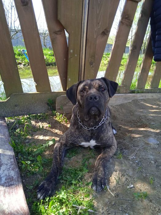 Кане корсо - в'язка.