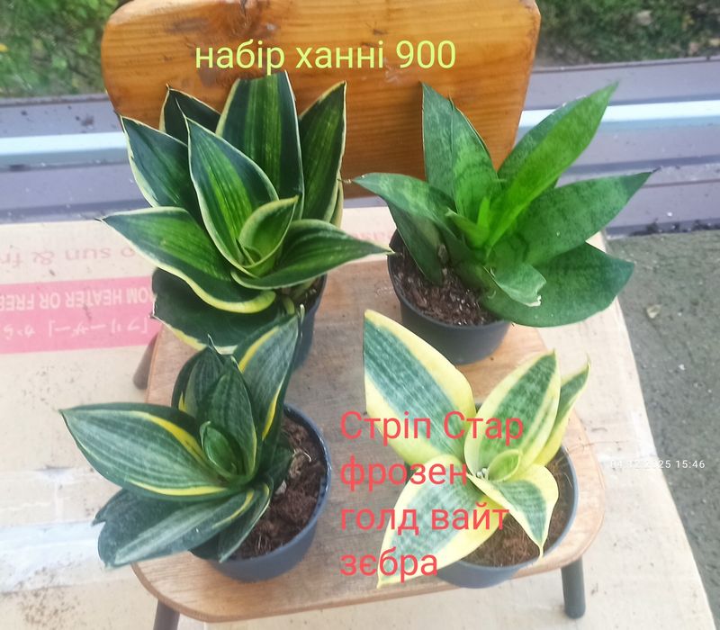 Сансевієрії ханні і інші