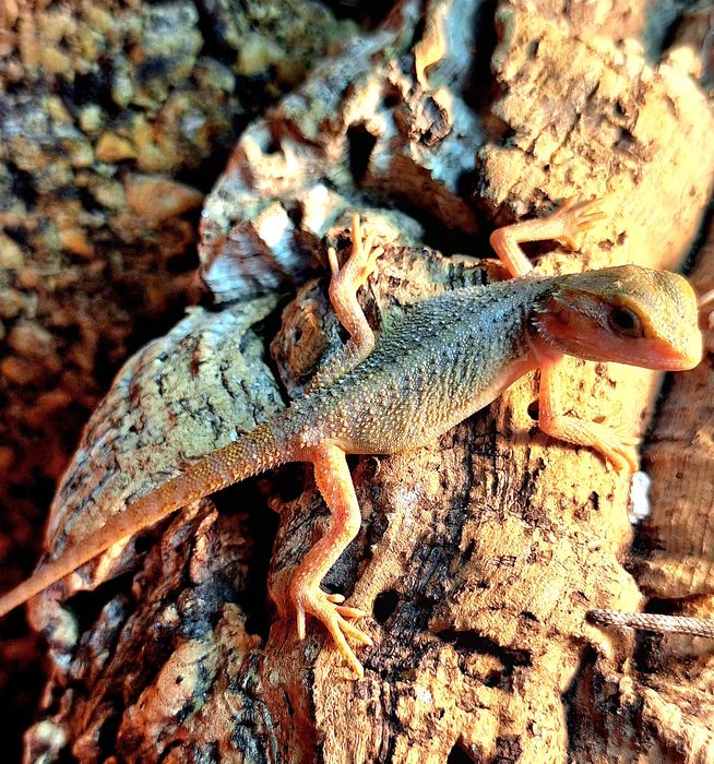 Agama brodata translucent samczyk