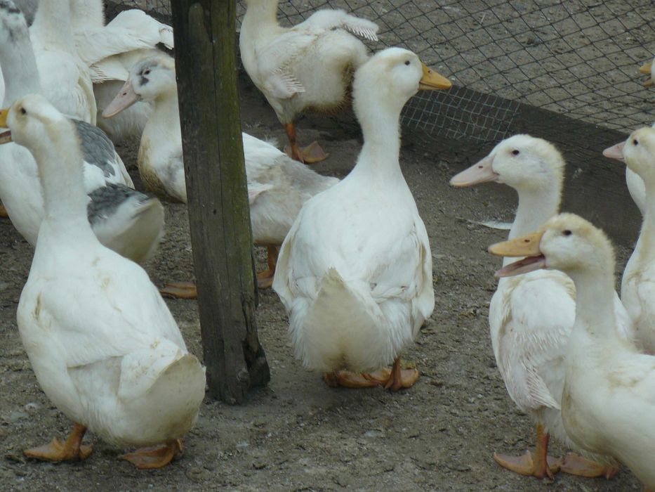 Kury nioski ,Gęsi , perliczki brojlerowe ,kaczki   Pekin .