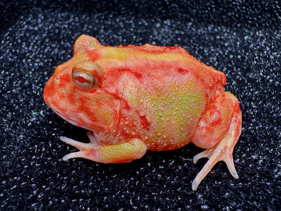 Żaby rogate Ceratophrys cornuta/cranwelli różne odmiany