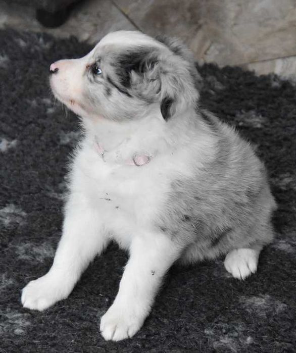 Szczenie Border Collie