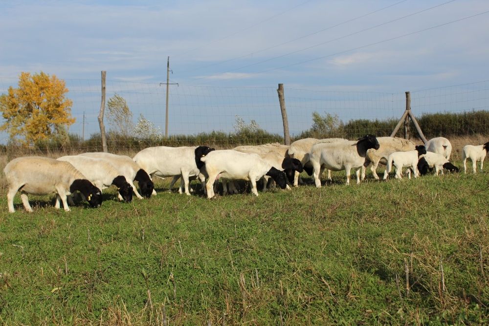 Продажа ягнят Дорпер.