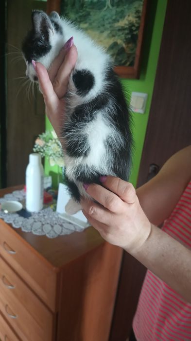 Kocięta do oddania