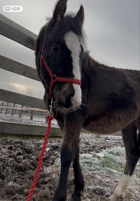 Sprzedam  ogierka lub zamiana