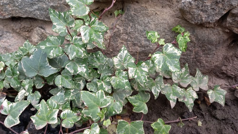 ПлющПлющПлющПлющ