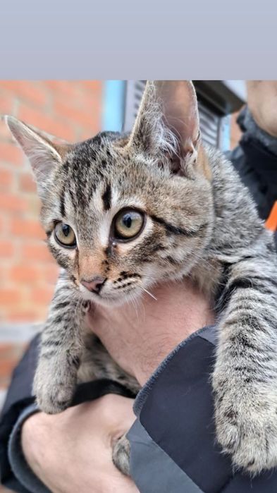 Отдам котенка лесного окраса, мальчик,  5 месяцев