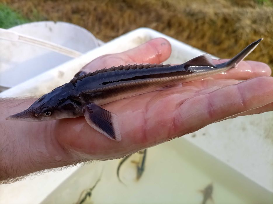 Jesiotr narybek sterlet rosyjski 18-25 cm , karp lin karaś wegorz
