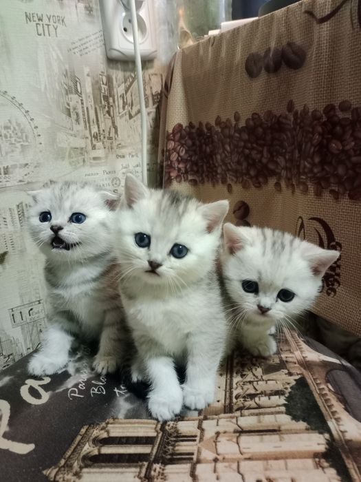 Продам шотландских котят.