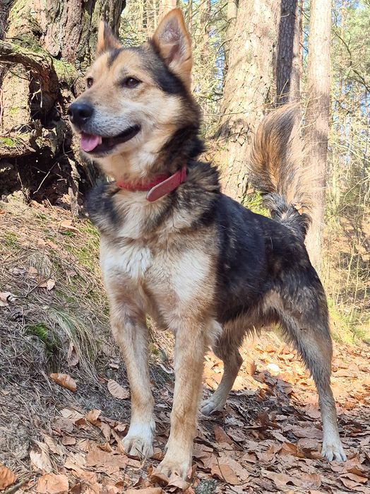 Łagodny pies szuka domu  / do adopcji