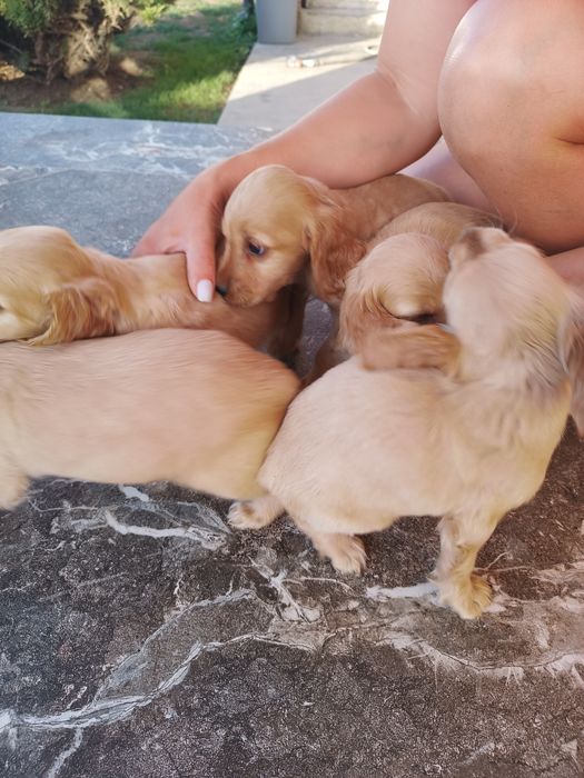 Коккер спаніель англійська.