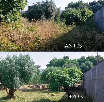 Limpeza de terrenos
