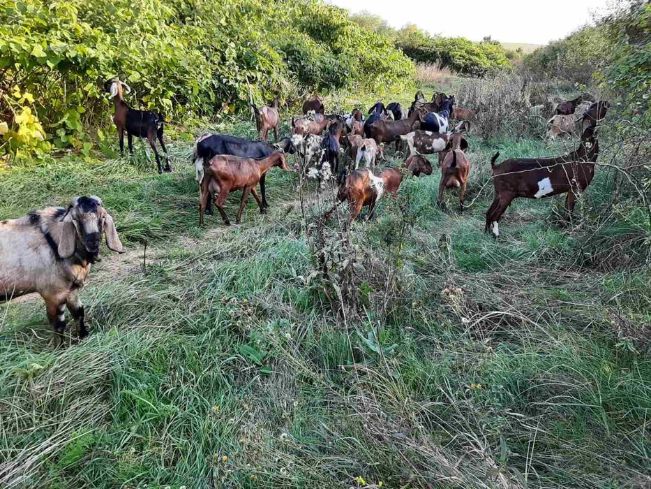 Агло-нубійські кози та козенята