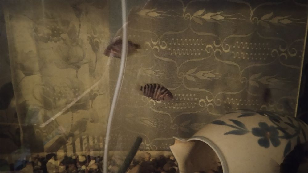 Віддам мальков рибок цихліда