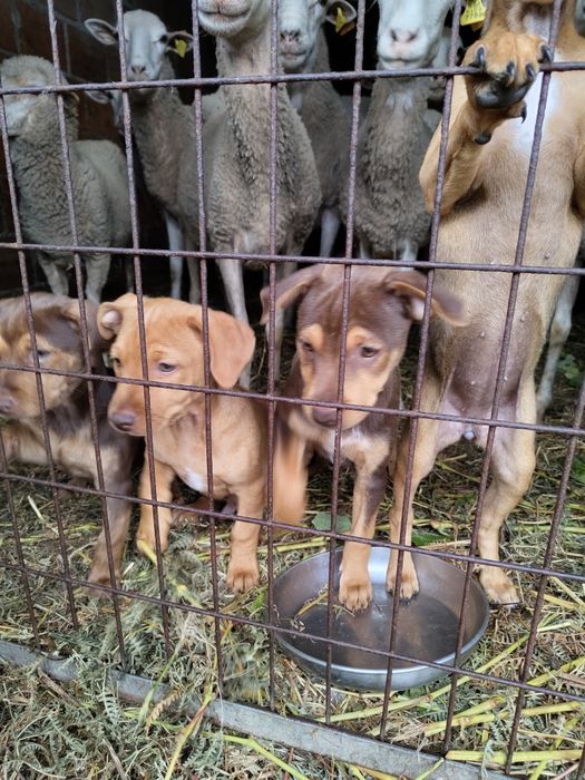 Pequenos cães com 3meses