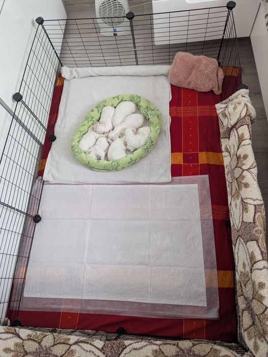 Мальтійська болонка - цуценята з документами | ІФ
область