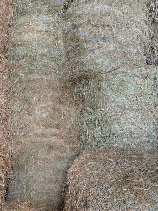 Sprzedam  Siano 2025