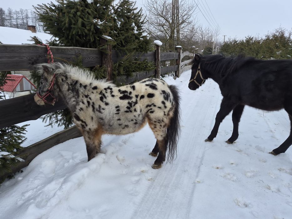 Klacz Kuc Tarant - Ogier Hucuł