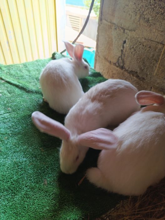 Coelhos nova Zelândia
