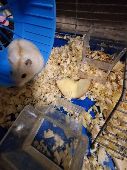 Продам крису і хомяка декоративних