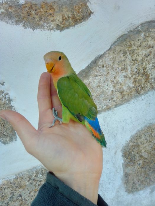 Agapórnis Domesticados