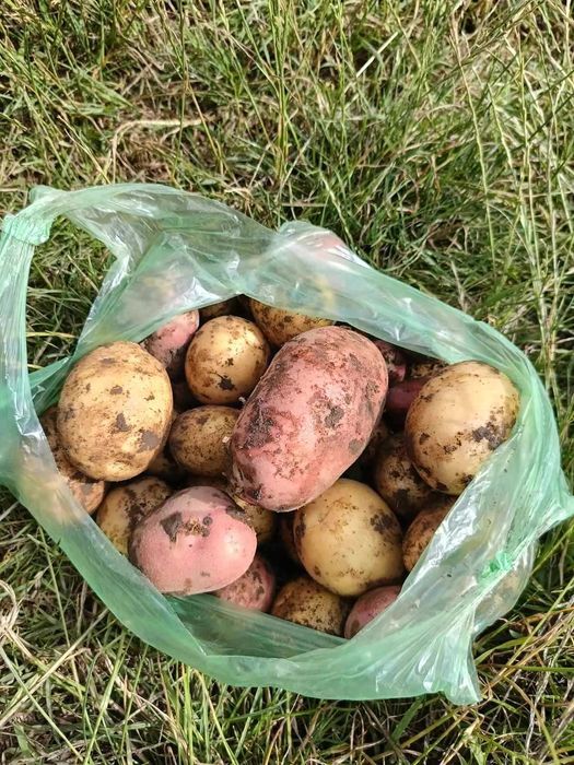 Продаж домашньої картоплі