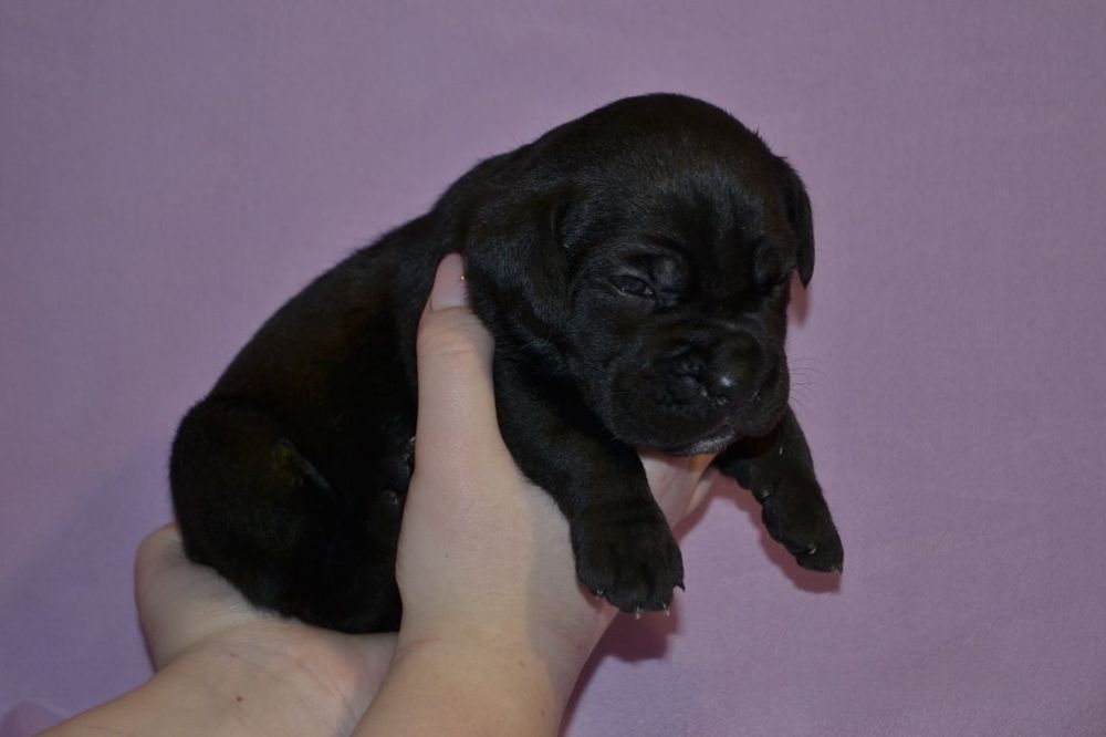 Цуценята  Кане корсо