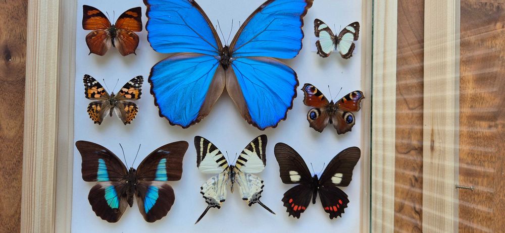 Gablotka motyle Morpho godarti didius Papilio Cyrestis i inne na ścianę