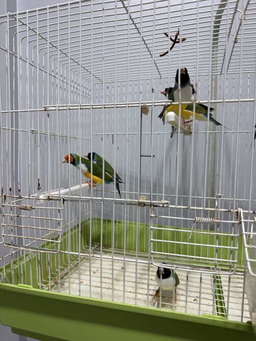 Diamantes Gould