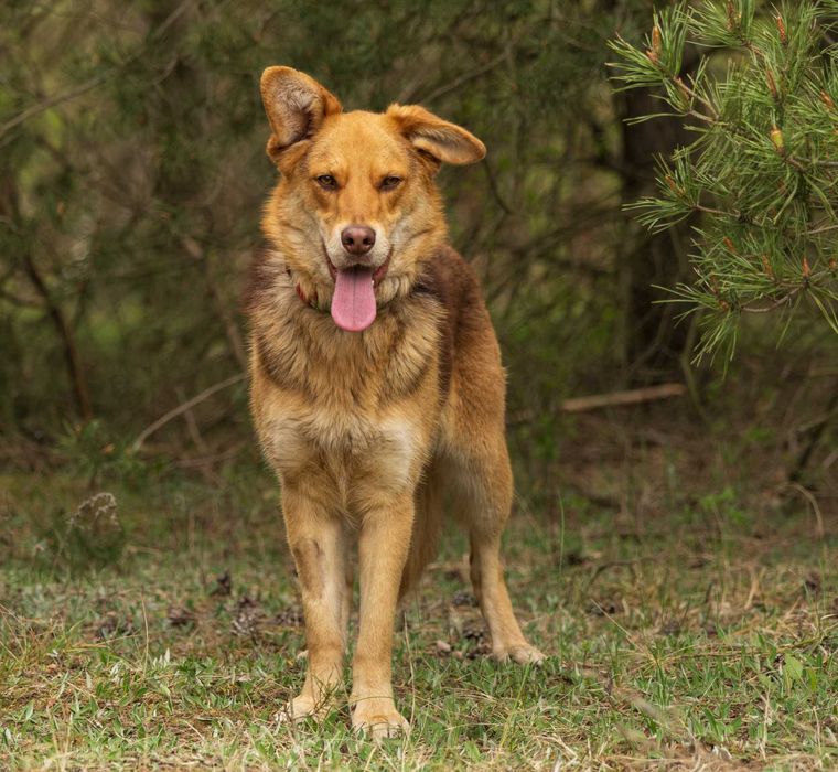 5 letnia Devin do adopcji!