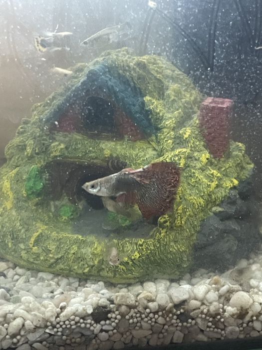 Guppies Red Dragon Halfmoon: Linha Pura Selecionada, Famalicão