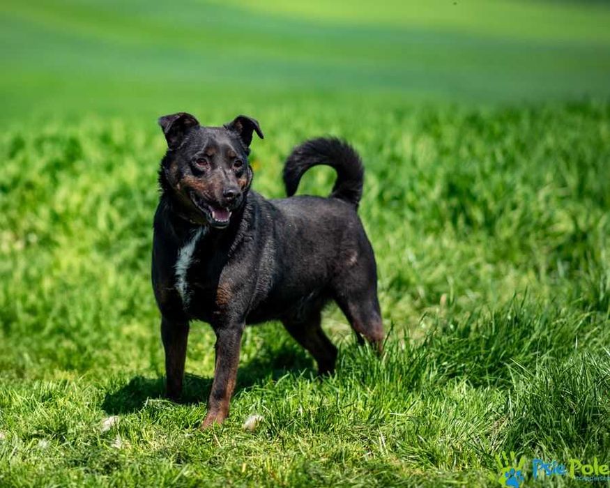 Cent aktywny, wesoły, kontaktowy psiak szuka domu