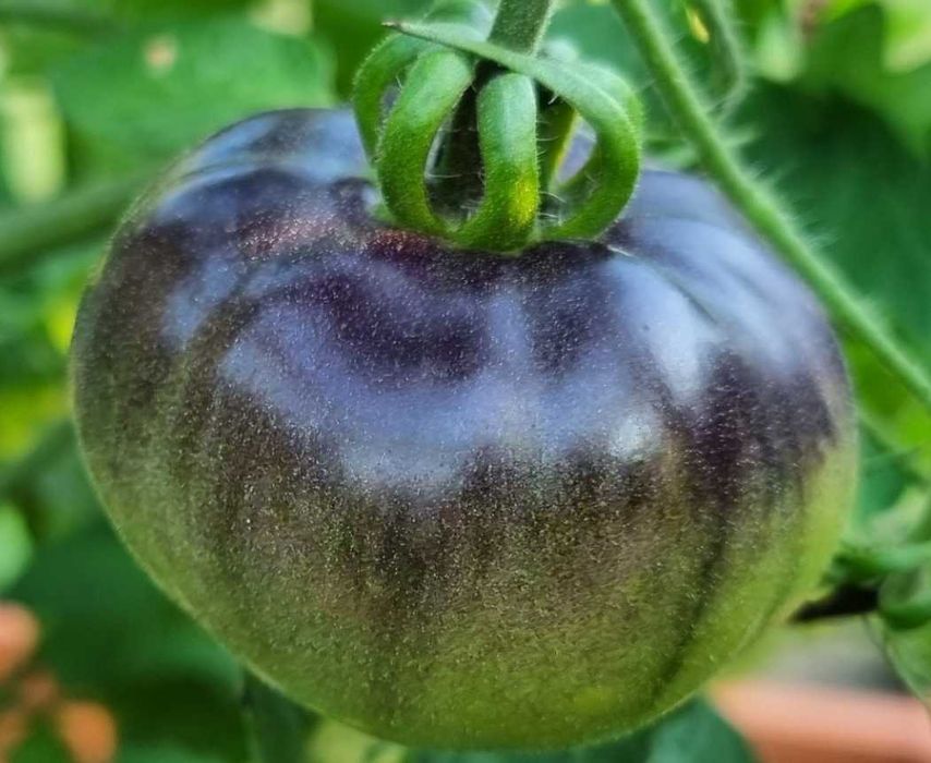 Pomidor Amethyst Jewel nasiona kolekcjonerskie