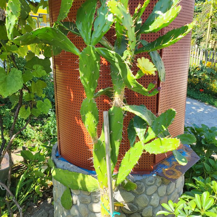 Продається кактус