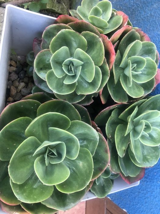 Composted horse manure without shavings! With loading machine!64285475799811124