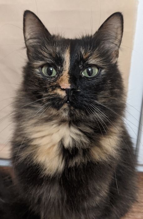 Очаровательная кошечка Черри, котенок черепаховаго окраса, 2 года, СТЕ