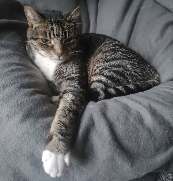 Cat Sitting Margem Sul
