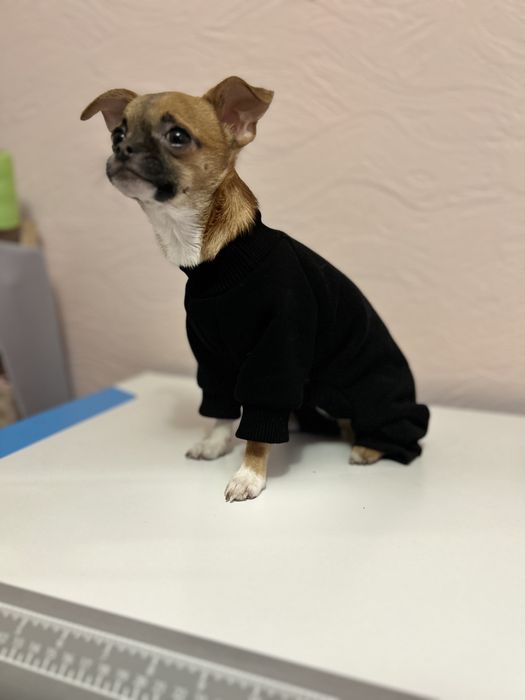 Комбенизон для собак та котів