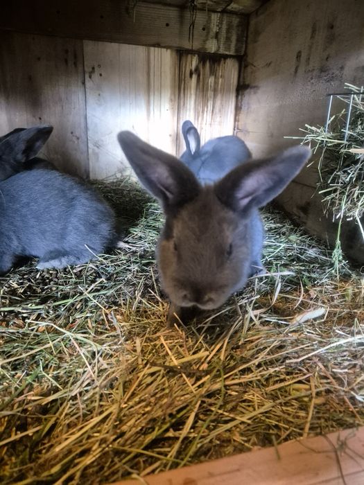 Kóliki wiedeńskie niebieskie