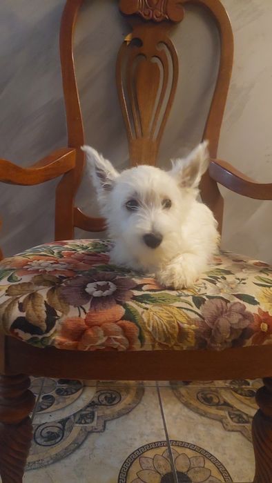 West Highland White Terrier