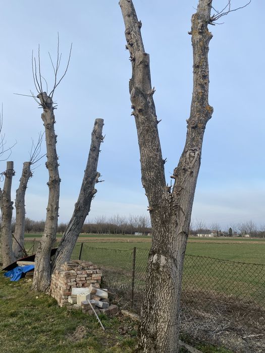 Sprzedam orzech włoski , pnie