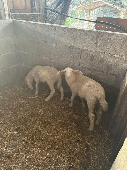 Cabras cruzadas boas