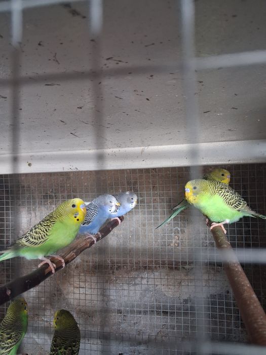Perikitos australianos